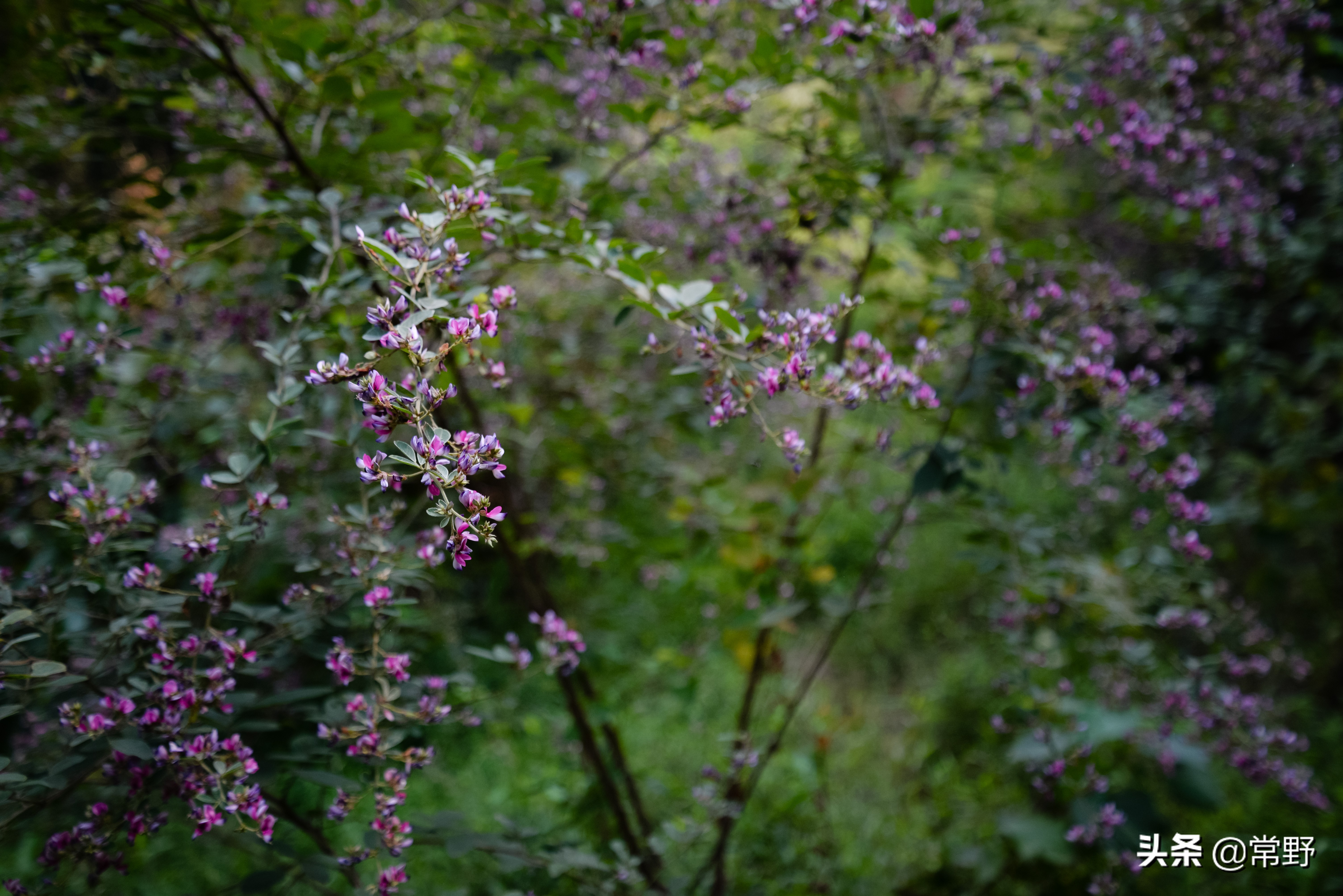 长沙谷山为什么叫谷山,长沙郊野公园