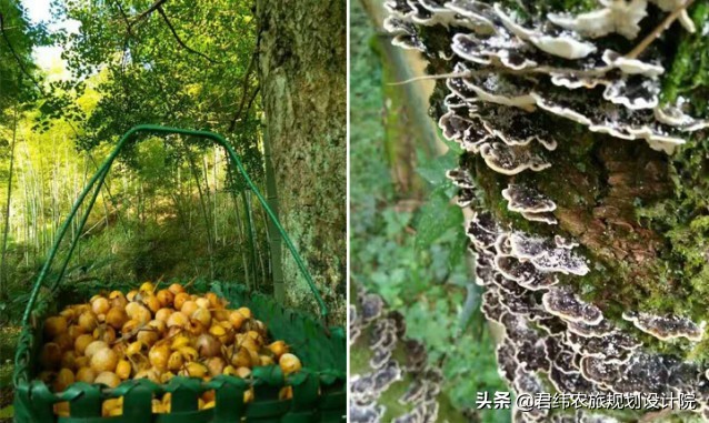 江西仙姑坛景区,2024年铜鼓仙姑坛杜鹃花开了吗