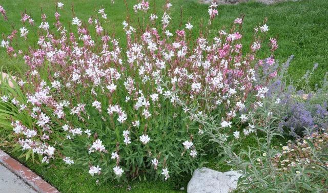 干货分享种植小技巧,混合花境设计与种植建议