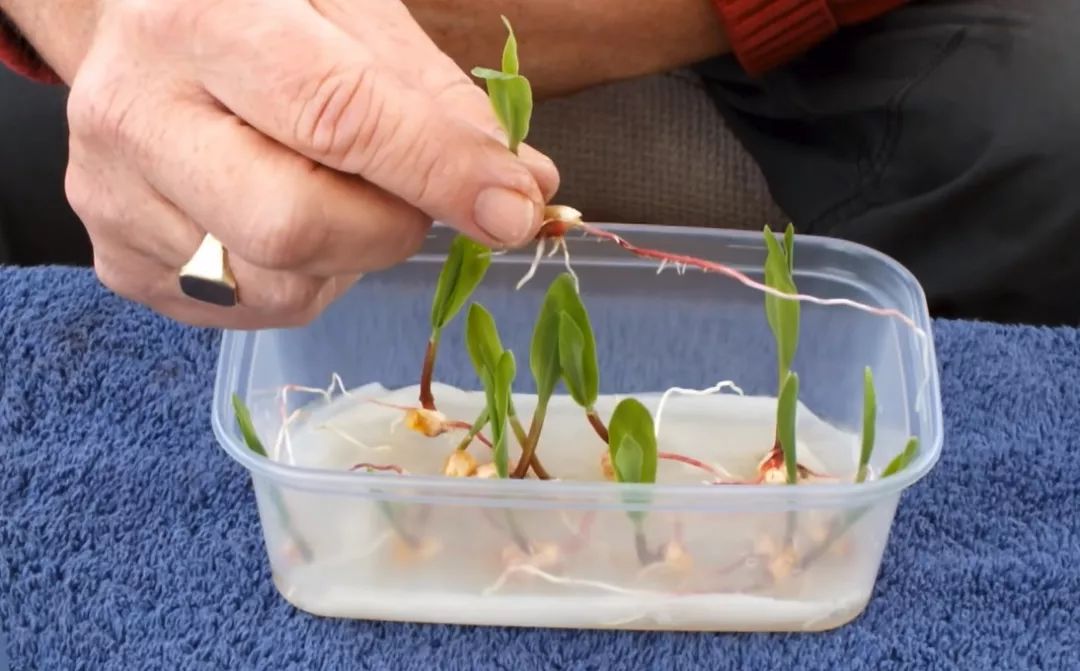 玉米棒子插水里，7天冒出小森林