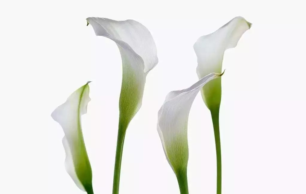 花语大全：各种鲜花的花语，不同颜色寓意也不一样啊