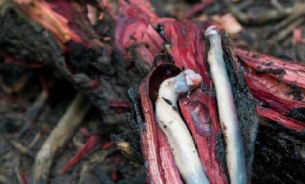 不经意间便能颠覆海洋战争的局势，船蛆小小身体却有大能量