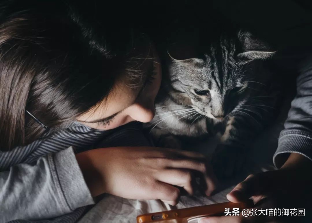 猫咪一听到鞭炮声就会害怕，春节怎么过？聪明的铲屎官都会这样做