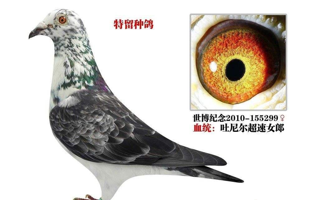 十大最好的肉鸽品种,最纯的国血鸽