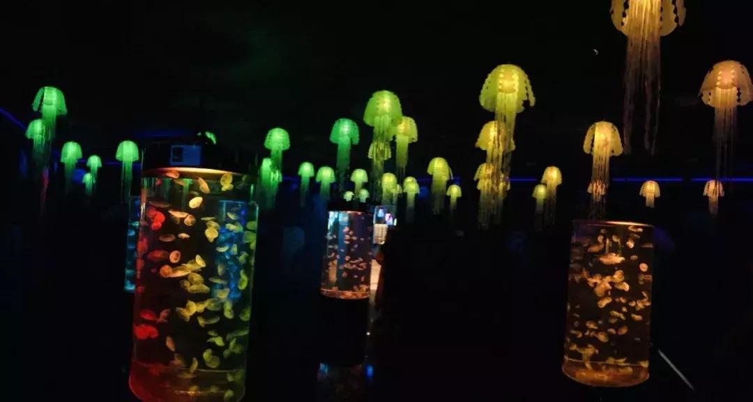 郑州奥林匹克公园萌宠乐园,郑州萌宠乐园长什么样子