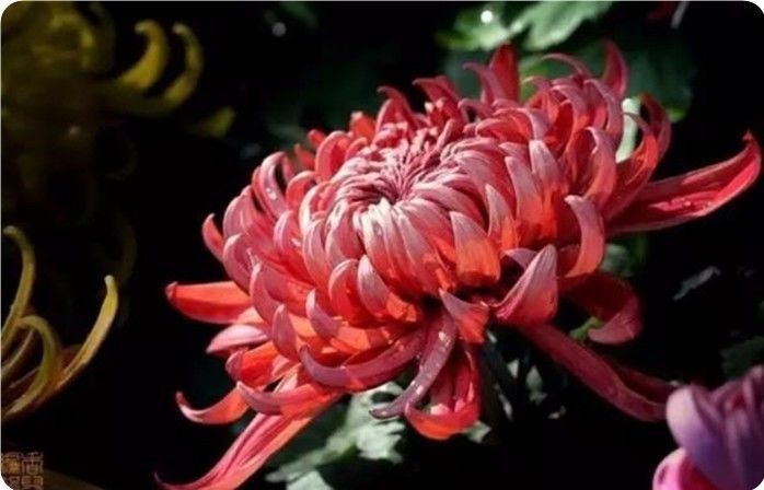 菊花100幅欣赏,菊花的十大绝美诗句