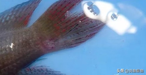 锚头蚤寄生虫怎样治疗,中国斗鱼寄生虫图片