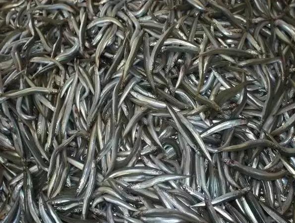 青岛西海岸30多项特产！这鱼还登上央视成了网红