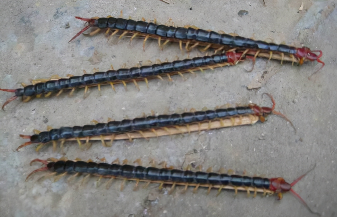 为什么蜈蚣是毒鸡,蜈蚣剧毒为什么鸡没事