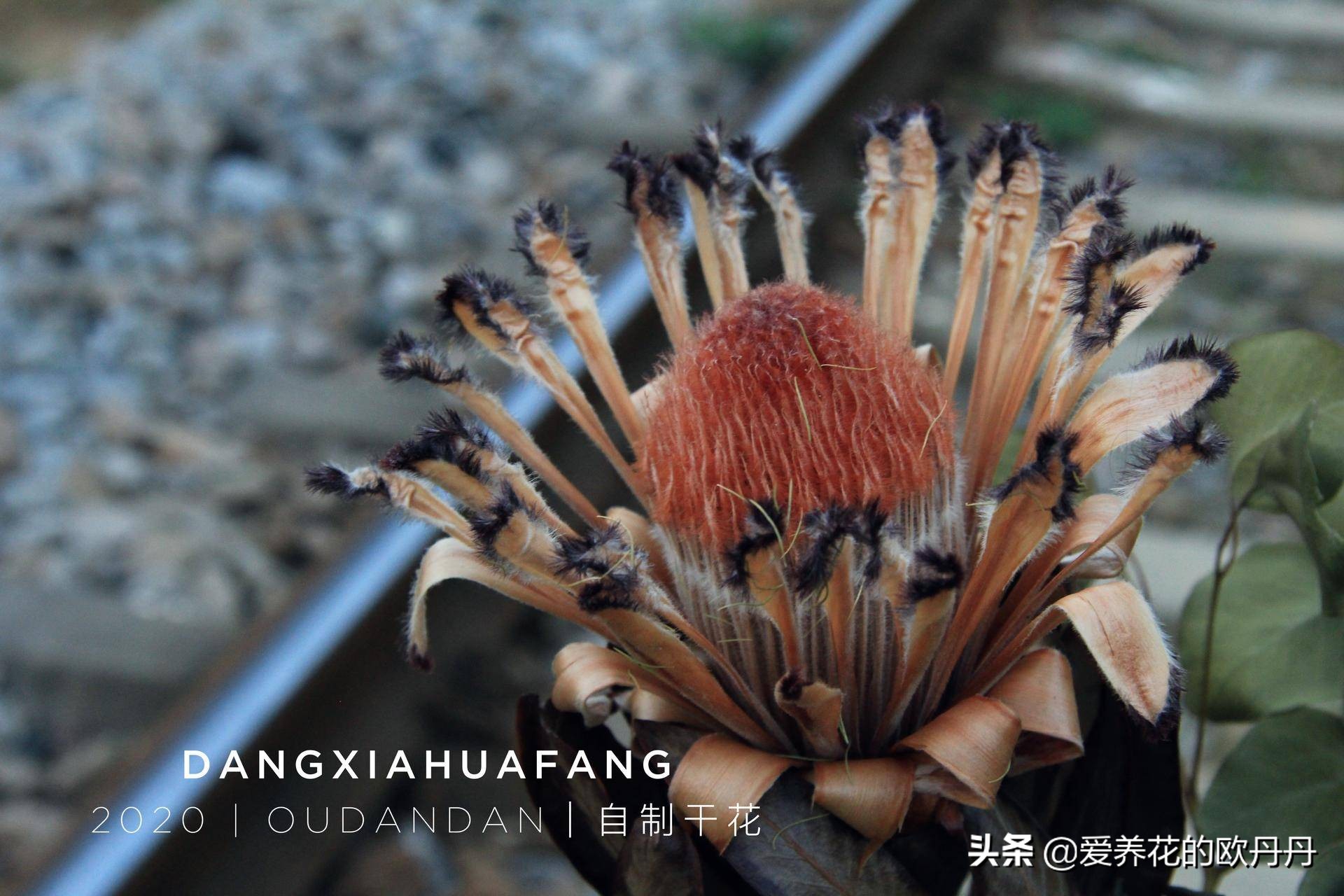 干花diy相框儿童,干花diy相框自制