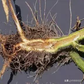 马铃薯病害知识与防治书籍,马铃薯黑胫病病害及防治方法