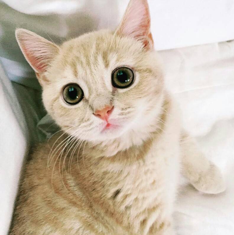 猫咪呕吐怎么办可以喂猫粮吗,猫咪呕吐怎么办用家庭食物解决