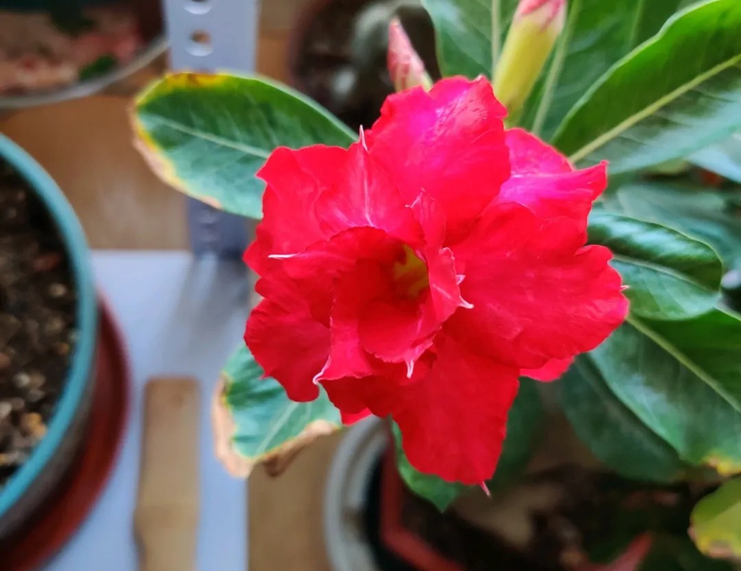 84个沙漠玫瑰品种，收起来慢慢看，待到来年春天选几种喜欢的养