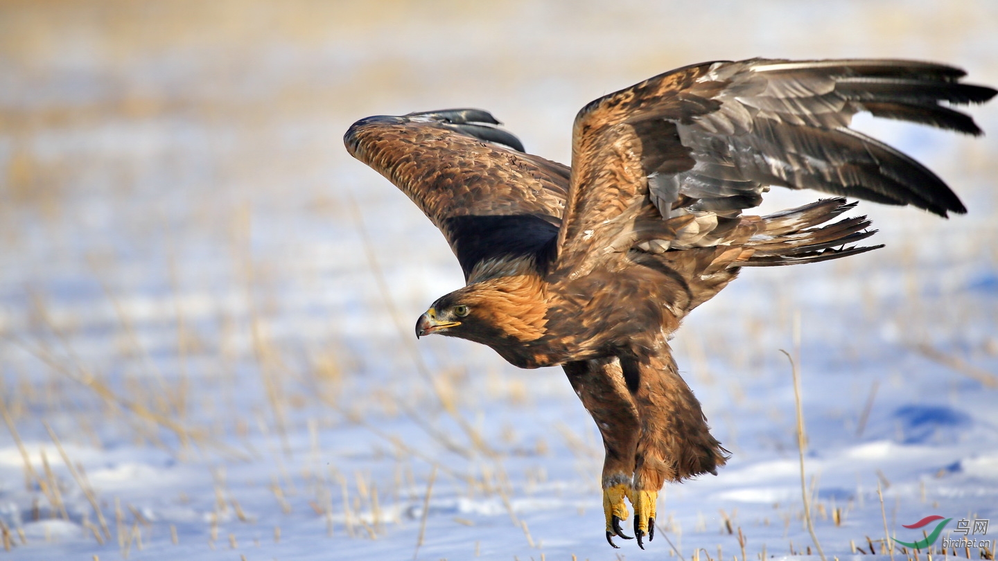 金雕最怕的三种鸟,一只金雕可以震慑多大面积鸟类