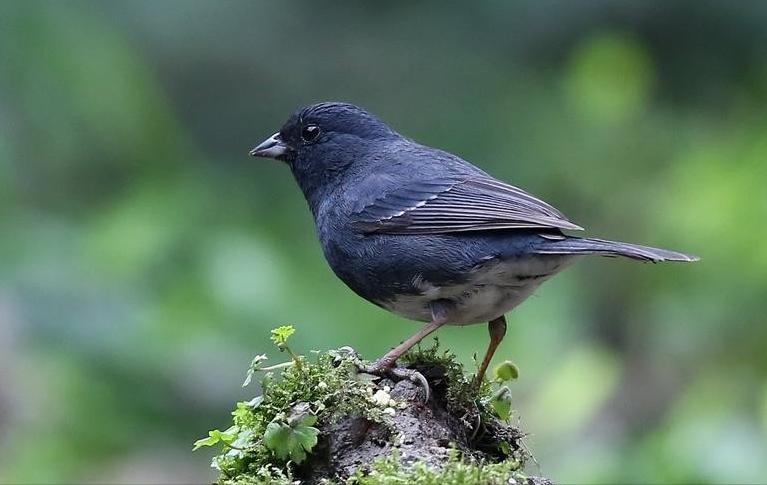 广东常见鸟类图谱和名称图文,东江揽胜鸟类