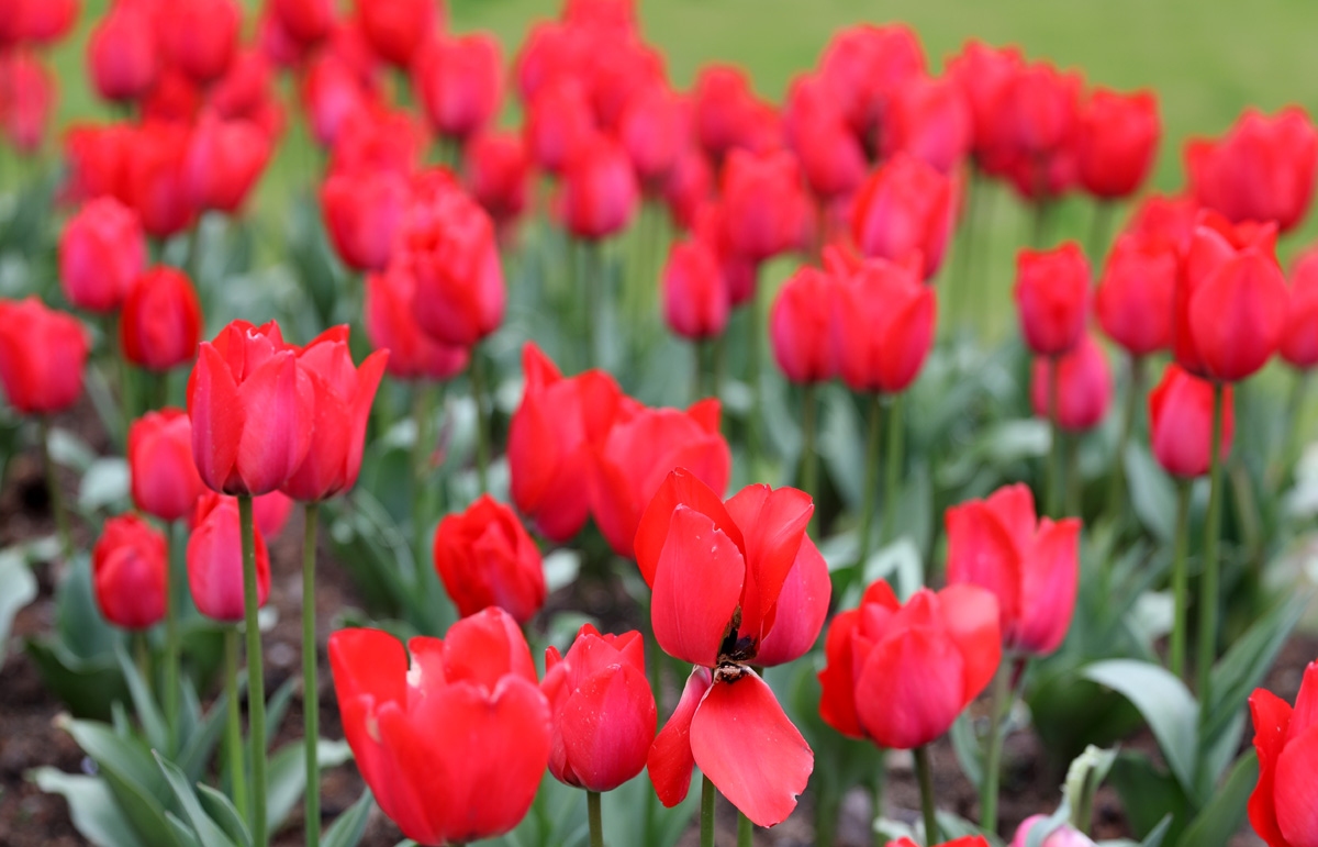 宁波现在哪里可以看郁金香,宁波郁金香在什么地方