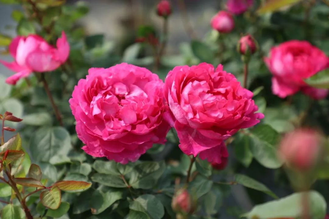 无刺四季开花藤本月季品种有哪些,耐热又耐寒的藤本月季有哪些品种