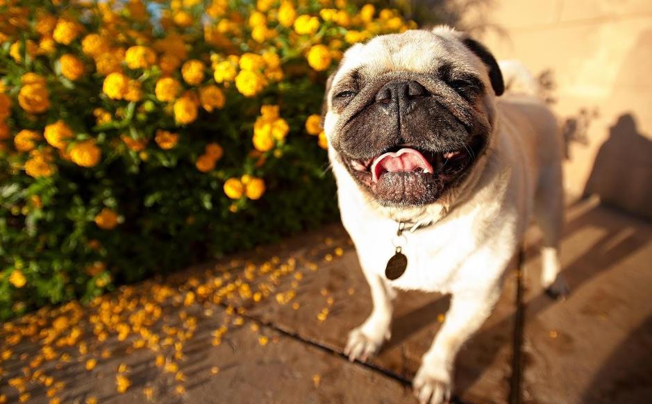 巴哥犬纯不纯怎么分辨,巴哥犬纯种与不纯区别在哪儿