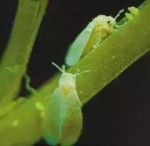 防治蔬菜地下害虫的无公害农药,蔬菜害虫种类及防治ppt