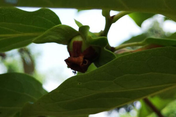 院子里的老柿子树砍掉有忌讳吗,柿子树是老枝能砍吗