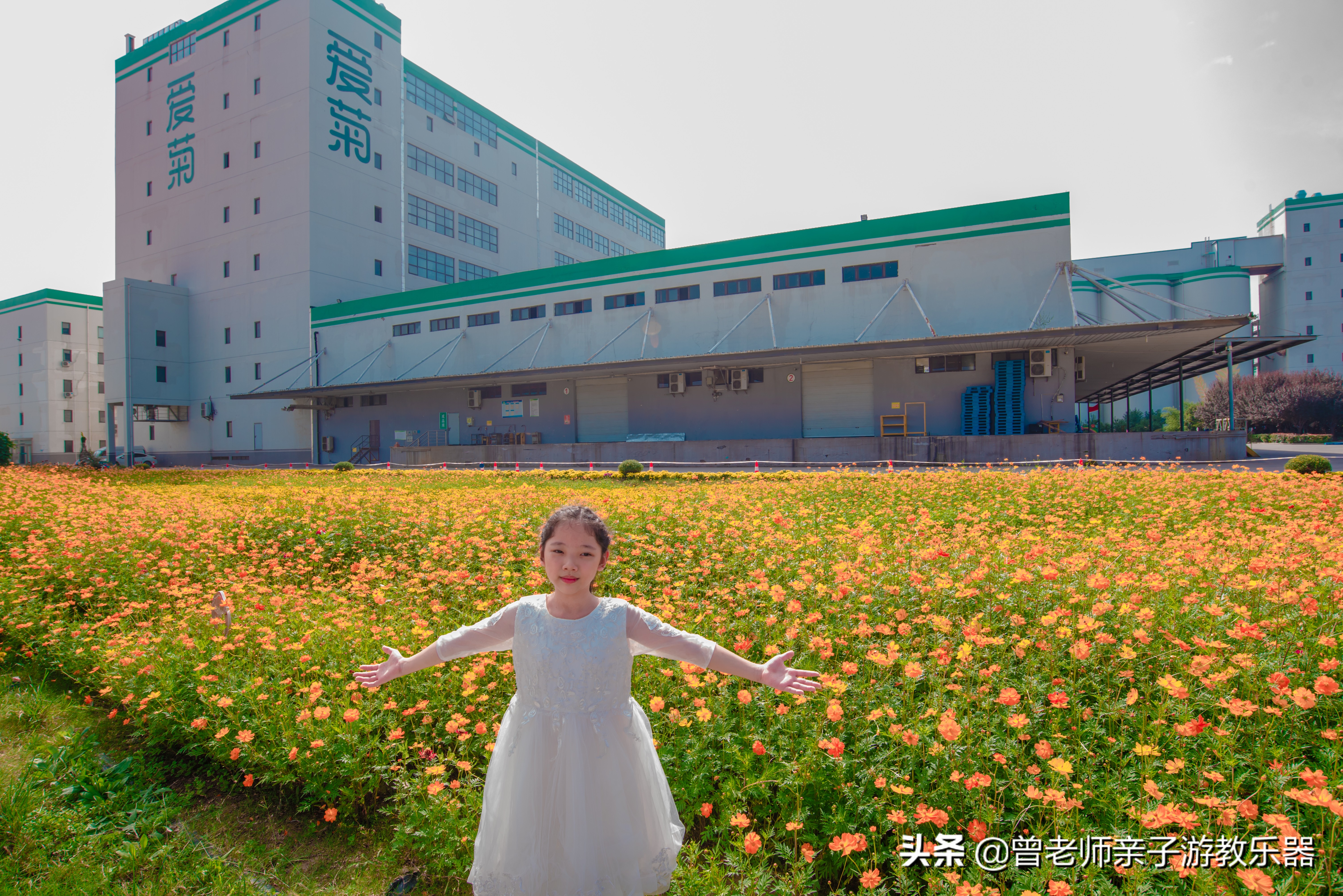 西安菊花节9.9元门票,爱菊菊花节怎么去