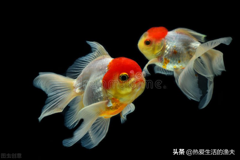 春天来了应种什么植物,刚孵出的金鱼苗怎么养