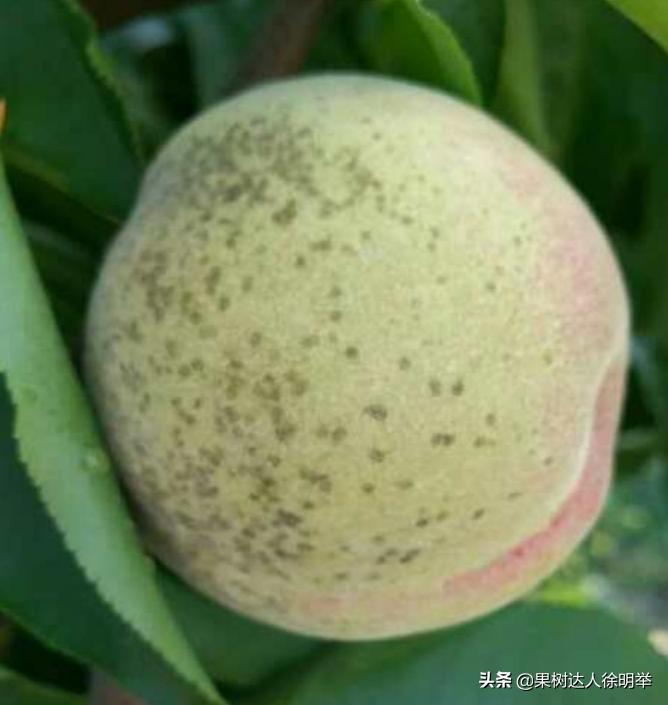 油桃黑点是什么,油桃外面黑点不长个