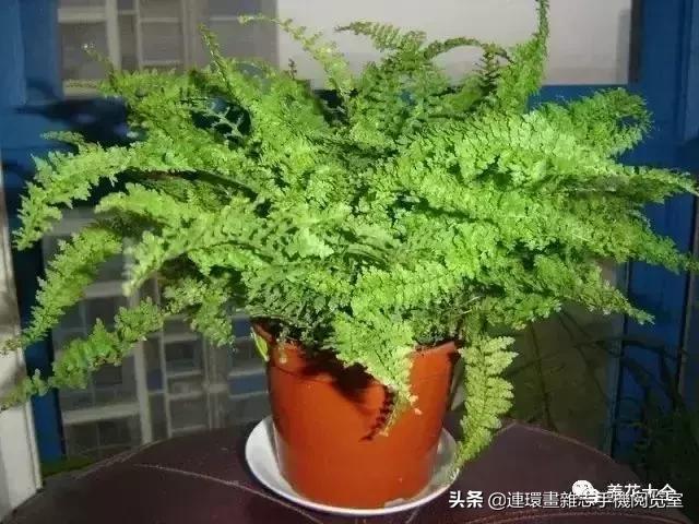 100种常见花卉植物图谱,100种花卉素描图谱