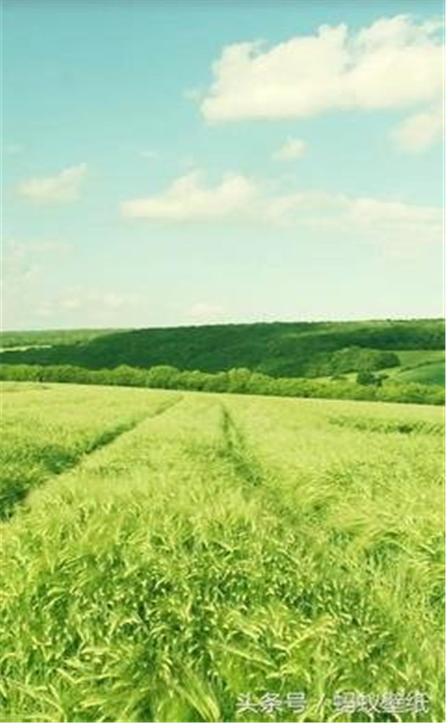 缓解眼睛疲劳动态图壁纸,好看的手机壁纸护眼高清图文