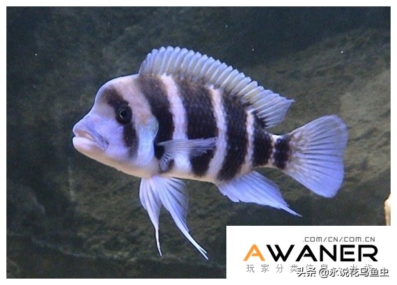 慈鲷种类图片,慈鲷科鱼品种大全