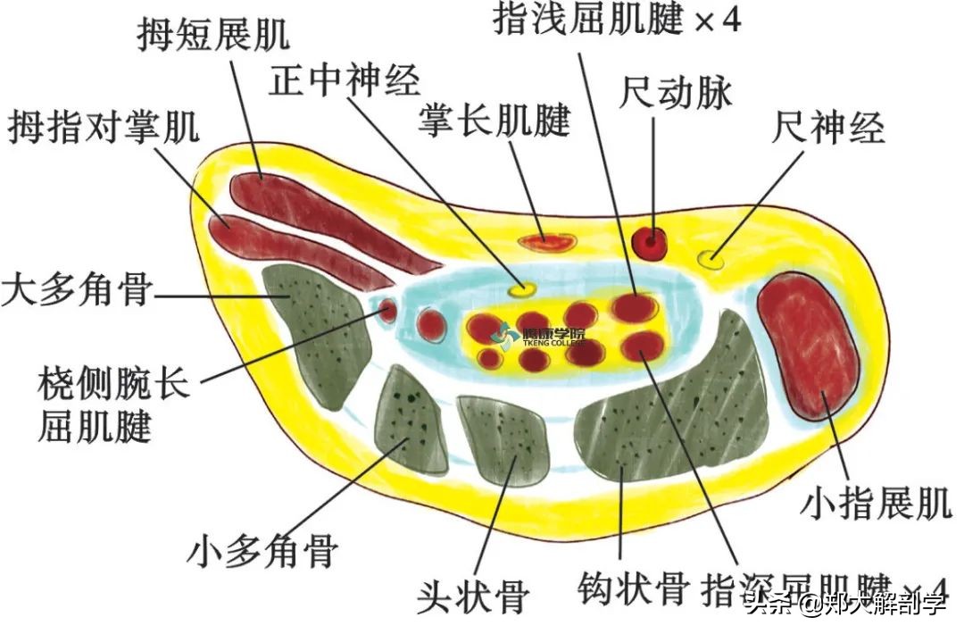手腕正中神经卡压怎样治疗,腕管正中神经卡压怎么按摩