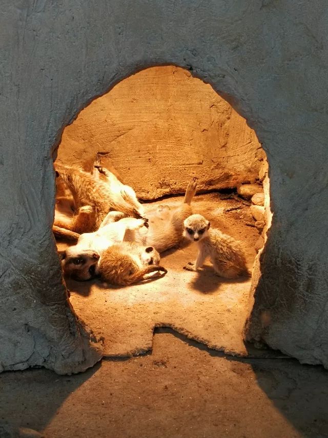 在上海迪士尼怎么玩比较快呢,在上海迪士尼玩一整天