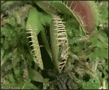 各种食虫植物的特点,不一样的食虫植物