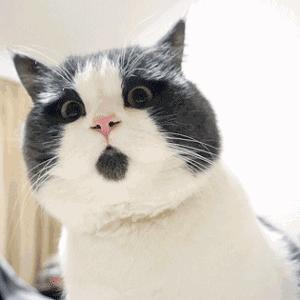 2019入围奥斯卡最佳动画短片,荣获奥斯卡最佳短片提名的短片