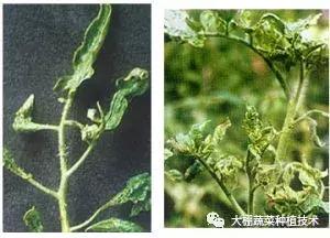 蔬菜得了病毒病会影响下一季吗,瓜果蔬菜病毒病害