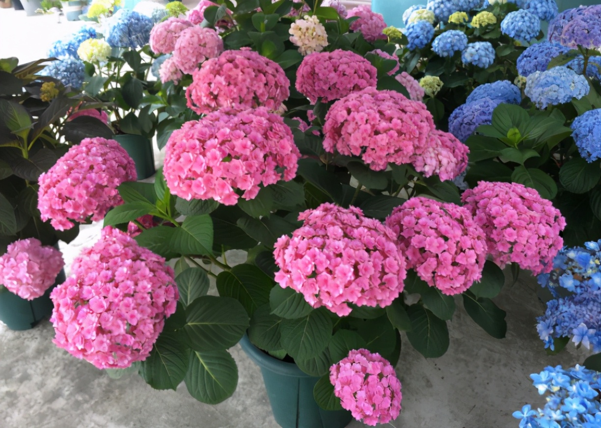 绣球想要花大,绣球想要大花如何施肥