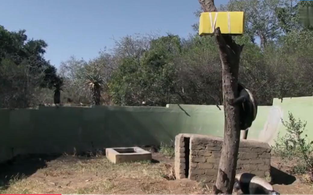 永不服输的蜜獾，曾经有一个保护区饲养了两只，后来怎么样了？