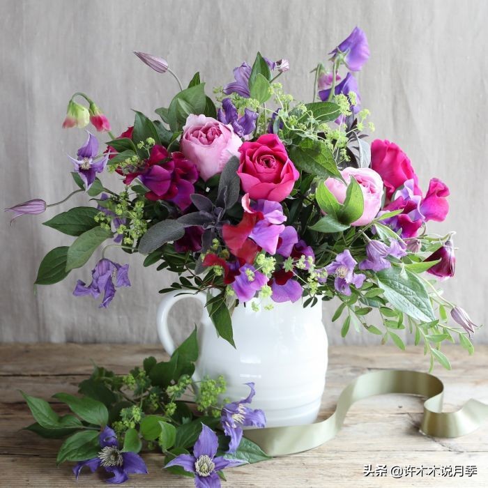 月季叶子发黄别让月季枯萎在手里,月季为什么长着黄叶死掉