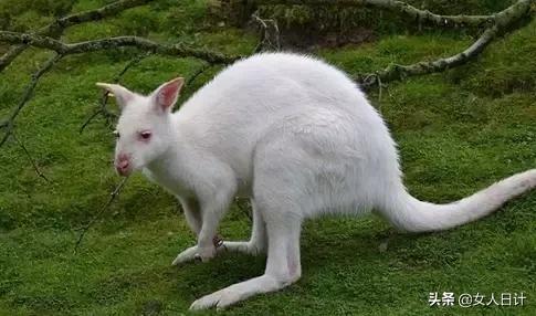 致命的60种动物,这100种动物你都认识吗