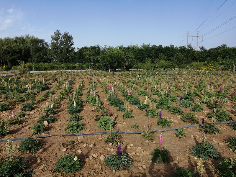 晨练路上感受田园气息,西固区河口镇张家台田园小镇