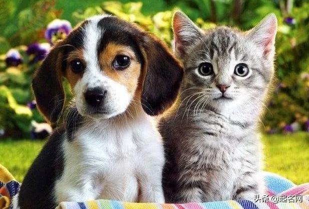 好听又好记的宠物名,有哪些可爱的宠物名