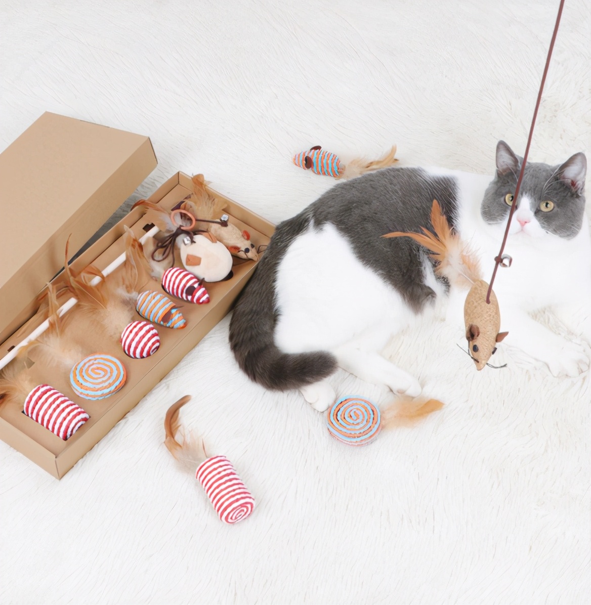 养小猫攻略,养2个月小猫攻略