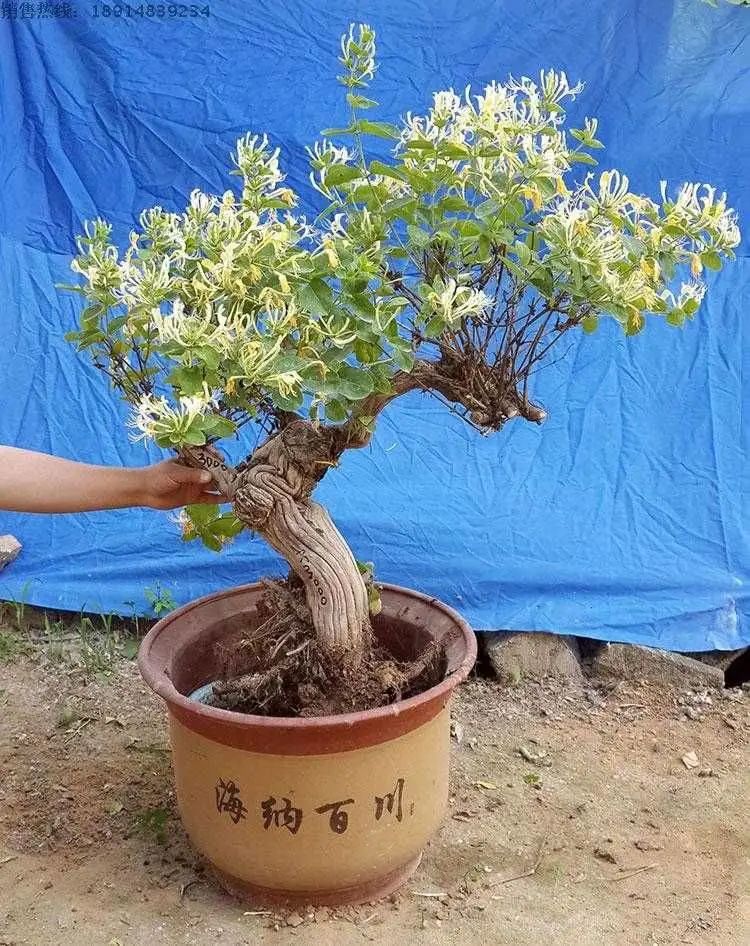 金银花如何养成盆景,金银花的造型盆景