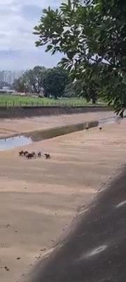 新加坡华人打架斗殴事件,新加坡打架最惨烈的一次