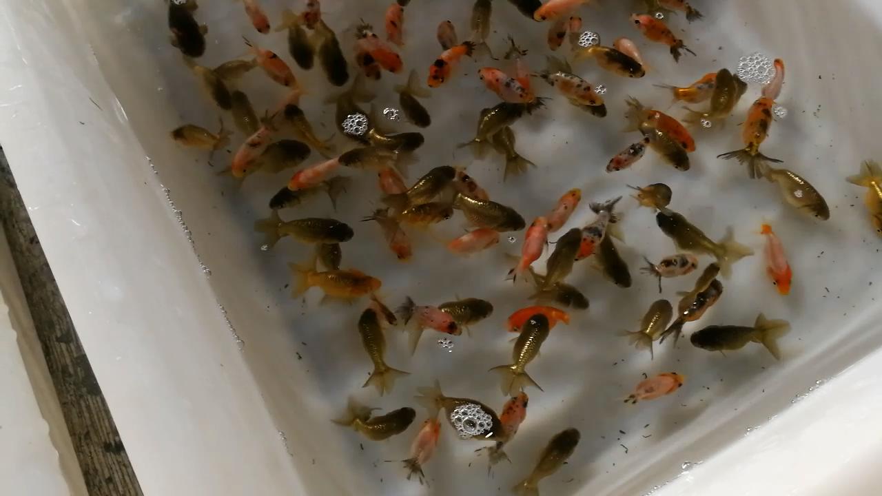 逛观赏鱼市,市场里的观赏鱼热带鱼