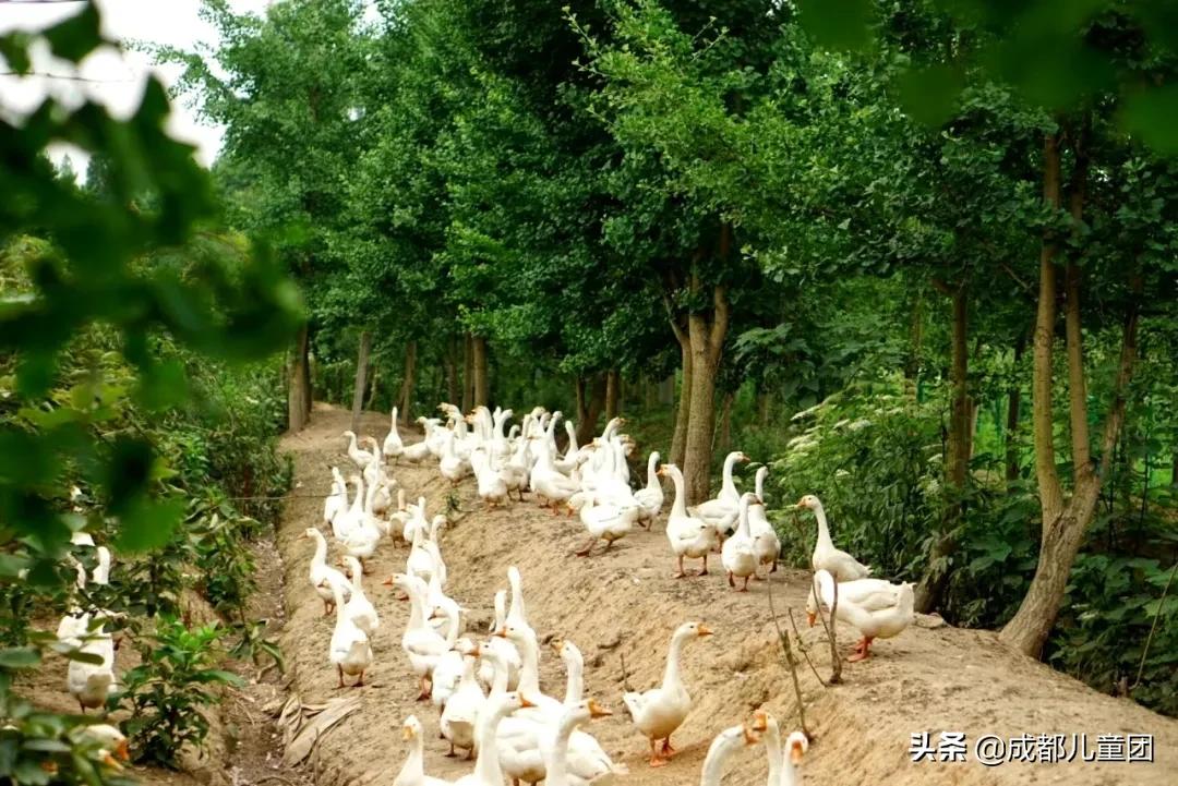 土地四季·禾下乘凉丨给孩子的大地课堂,在自然中自然生长