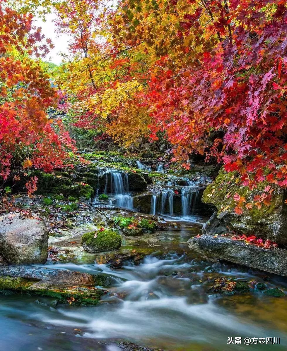 四川改革开放的案例,四川的改革开放成绩