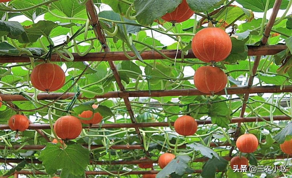 南瓜的详细信息,南瓜简介