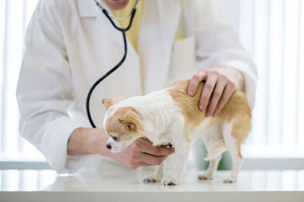 狗到底怎么喂最好,狗饮食该喂什么