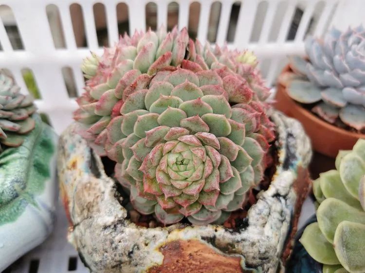 我和多肉,我与多肉